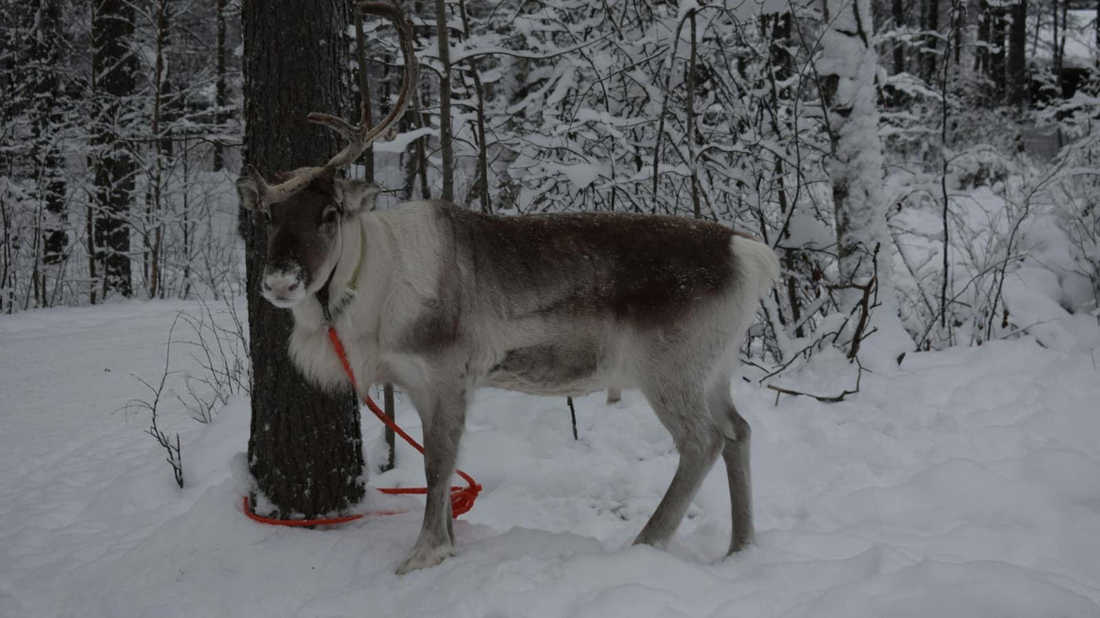 Hidden gems in Rovaniemi, Lapland Hidden gems in Rovaniemi, Lapland